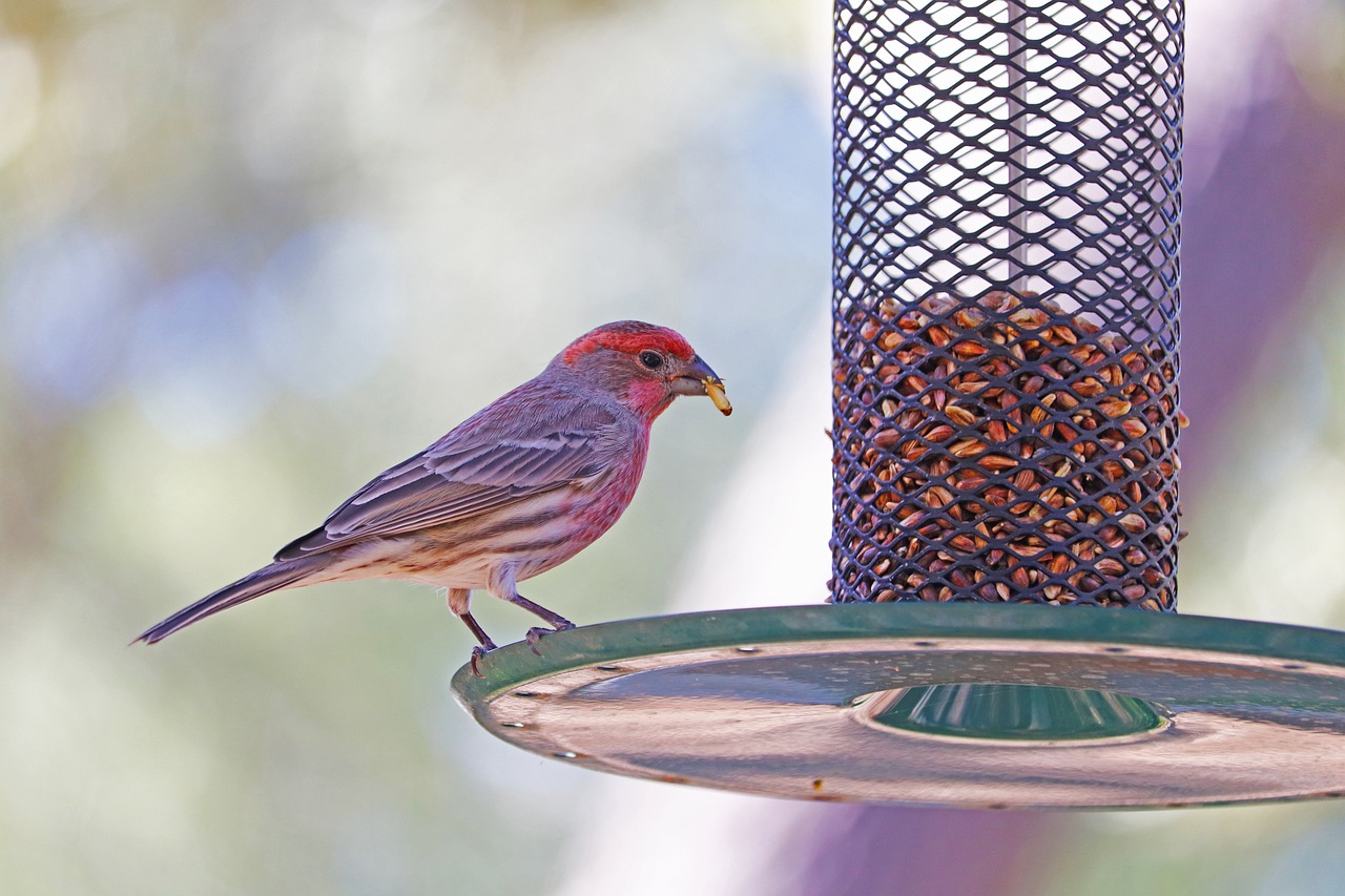 Crafting DIY Bird Feeders for Your Garden Decor